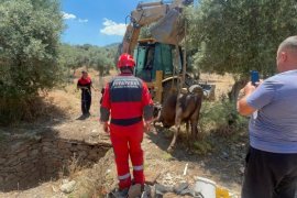 Çukura düşen inek kurtarıldı