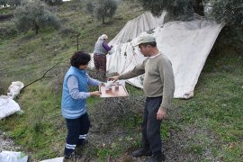 ZEYTİN HASADI YAPAN VATANDAŞLARA  BELEDİYE’NİN ZİYARETLERİ DEVAM EDİYOR..