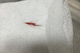 Evcil Hayvan Sahiplerine Önemli Uyarı!