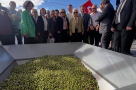 Milas’ta 11. Zeytin Hasat Şenliği Coşkusu …