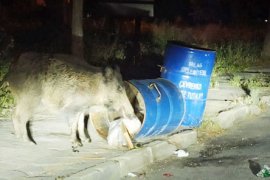 Çöp kovalarını devirip yemek aradılar