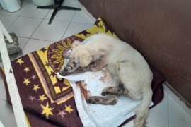 Vahşet… Keyif olsun diye yapmış…