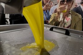 Milas’ta 11. Zeytin Hasat Şenliği Coşkusu …