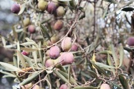 Zeytin Hasat Şenliği’ne hazırız