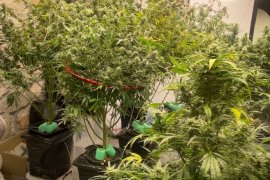 Muğla'da uyuşturucu operasyonu: Çok Sayıda Madde ve Silah Ele Geçirildi