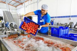 Büyükşehrin projeleriyle Muğla’nın ürünleri Türkiye’ye pazarlanıyor 