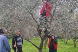 Zeytin Üreticilerine Yönelik Eğitimler Devam Ediyor