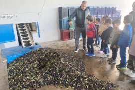 Minik Eller Zeytinin Yolculuğunu Yerinde Öğrendi