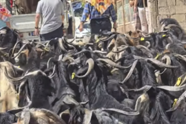 Milas’ta Yörük Kültürüne Katkı Sağlayan Etkinlik