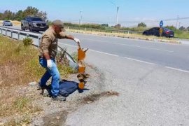 Söke-Milas Yolunda Nadir Bir Tür Daha Hayatını Kaybetti