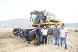 Milas’ta buğday hasadı başladı