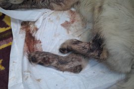 Vahşet… Keyif olsun diye yapmış…