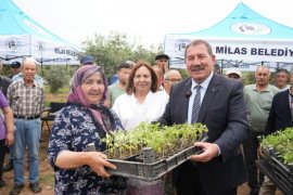 Milas Belediyesi’nden 300 Üreticiye Fide