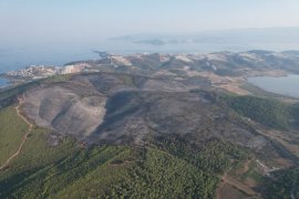 Bakan yardımcısı Tiryaki açıkladı: Milas’ta 170 hektar alan yandı