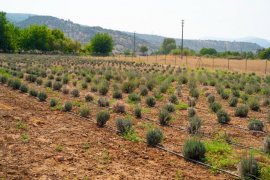 Milas Belediyesi Lavanta Hasadı Gerçekleştirdi