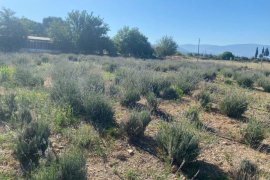 Milas Belediyesi Lavanta Hasadı Gerçekleştirdi