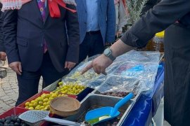 Milas’ta 11. Zeytin Hasat Şenliği Coşkusu …