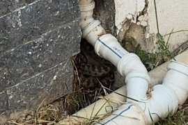 İtfaiye Ekiplerinden Hızlı Müdahale: Yılan Doğaya Salındı, Yangın Büyümeden Söndürüldü