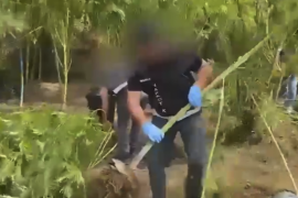 695 Kenevir Bitkisi ve 20 Kilo Esrar Ele Geçti