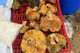 Pazar Tezgahlarında Mevsimler Karıştı, Fiyatlar Uçtu