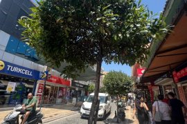 Milas’ın Caddelerindeki Siyah Görüntünün Nedeni Hasta Ağaçlar