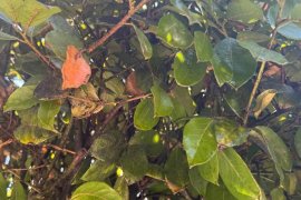 Milas’ın Caddelerindeki Siyah Görüntünün Nedeni Hasta Ağaçlar