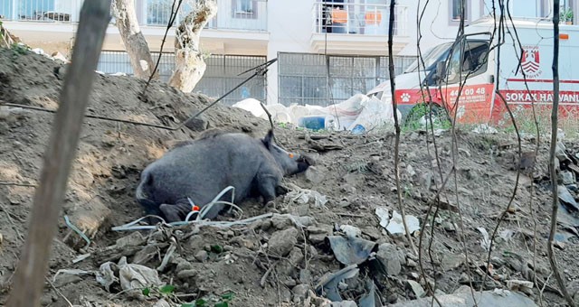 Kapana yakalanan domuz ekipler tarafından kurtarıldı