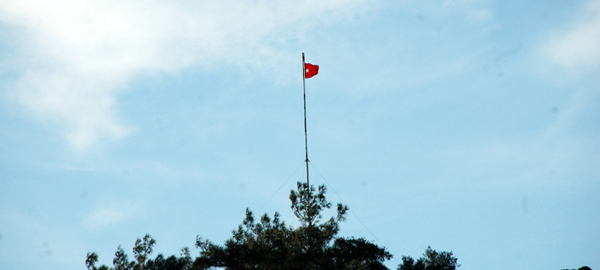 Türk Bayrağı ve ağaç katliamı!