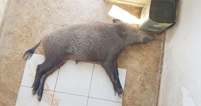 Yaralı domuza Milas Belediyesi sahip çıktı