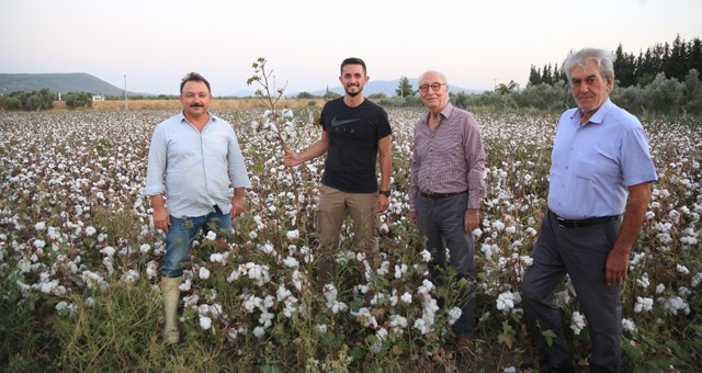 Milas'ta ilk pamuk hasadı yapıldı