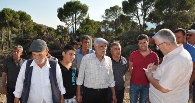 Köylüler, Fıstık Çamlarının Kesilmesine Tepkili!..