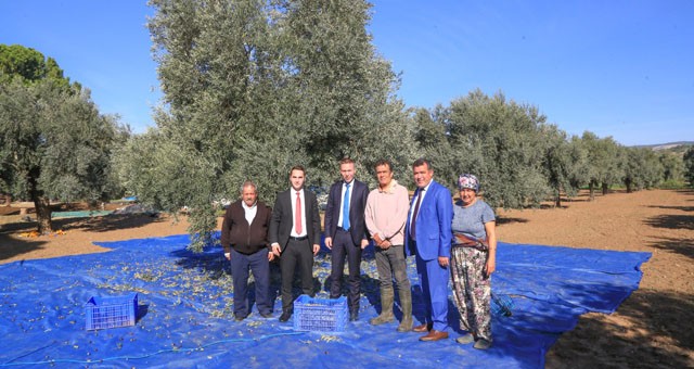 Milas Kaymakamı Mustafa Ünver Böke, zeytin hasadı yapan çiftçileri ziyaret etti