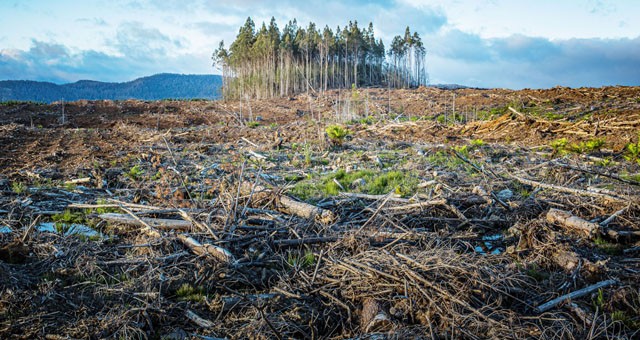 Glasgow Liderlerinin Orman ve Arazi Kullanımı Bildirgesi