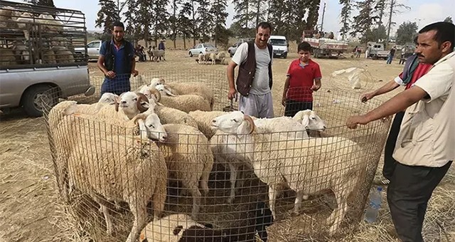 Kurbanlıklar İçin Cep Yakacak Rakamlar: Büyükbaşta 350 Bin, Küçükbaşta 40 Bin TL'ye Kadar!