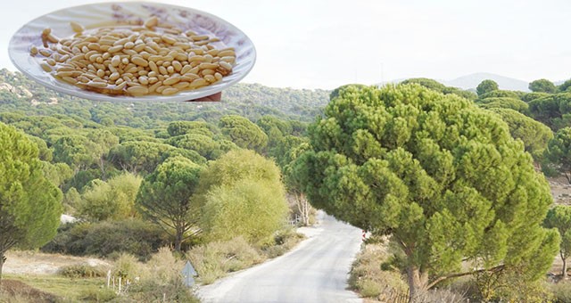 Milas'ın lezzetlerinden çam fıstığı, Türbe köylerinin göz bebeği