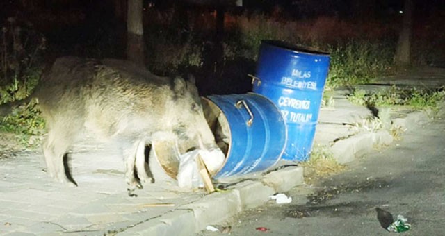 Çöp kovalarını devirip yemek aradılar