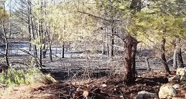 Bozbük’te orman yangını erken müdahale ile söndürüldü