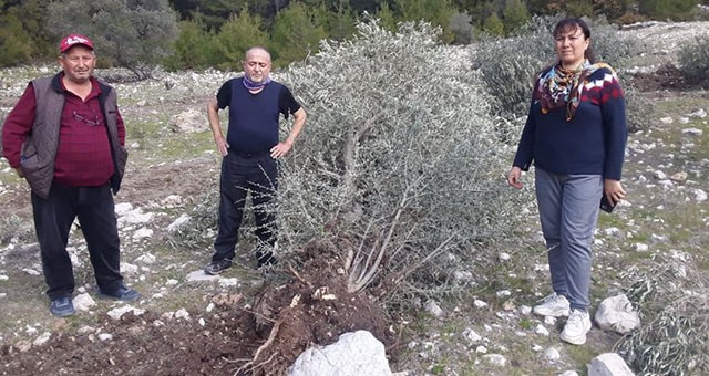 İkizköy’de 29 zeytin ağacı daha söküldü