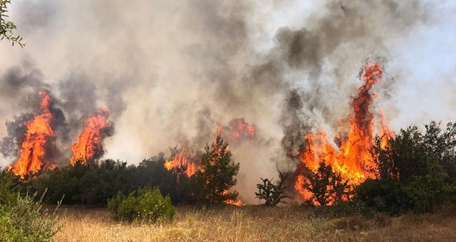 Orman yangınında 250 dönüm alan zarar gördü