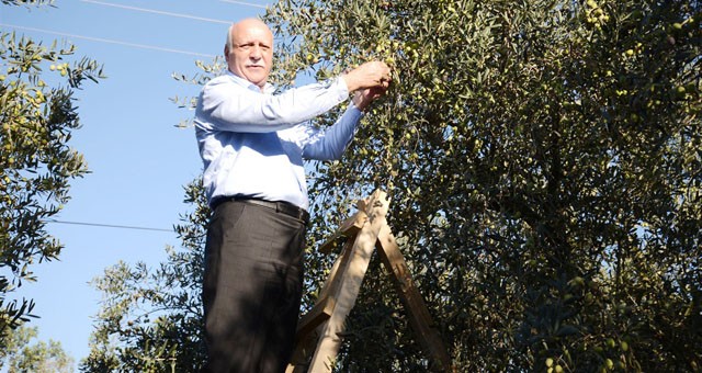 Bayraktar: “Zeytin Üreticileri İyi Bir Fiyat Bekliyor”