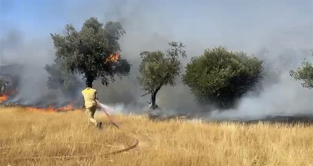 Bafa Gölü Yakınlarında Ziraat Alanında Yangın: Müdahale Sürüyor