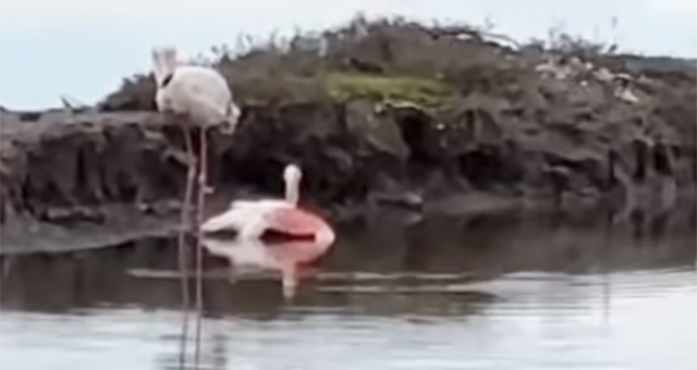 Flamingolar Kurtarıldı