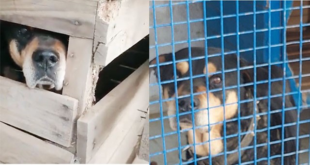 1 metrekarelik kulübeye hapsedilen köpeğe el kondu