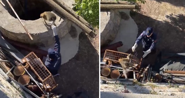 Jandarmadan Sıradışı Operasyon: Kaçak Maymun Yakalandı!