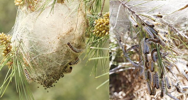 Muğla’da tırtıl ile mücadele başladı