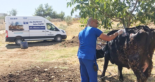 Büyükşehir acil müdahale aracı ile yangından etkilenen hayvanlara müdahale