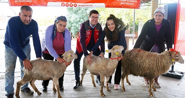 Muğlalı Kadın Üreticilere Bin 300 Koyun, 52 Koç Dağıtıldı  