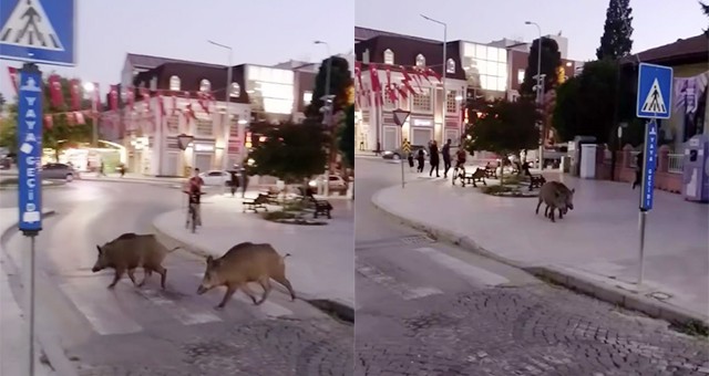 Milas’ta Şehir Hayatına Kısa Bir Ziyaret… Sürpriz Misafirler