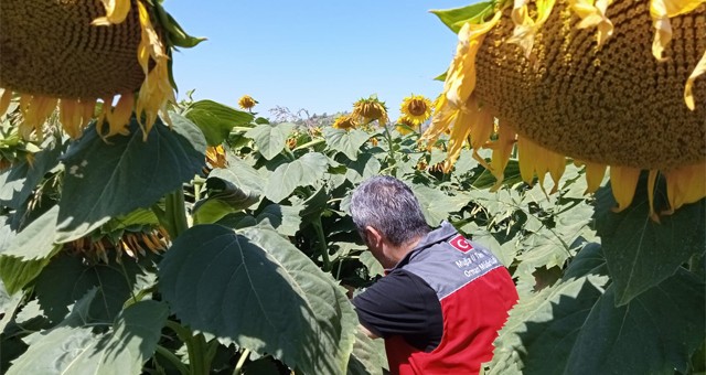 Muğla’da Ayçiçeği ekili tarlalarda zararlı tırtıla rastlanmadı..