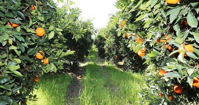 Köyceğiz Portakalı Coğrafi İşaretini Aldı